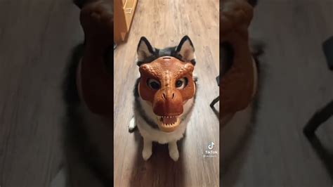 TikTok has become one of the hottest social media platforms in recent years, with millions of users worldwide. . Dino mask tiktok